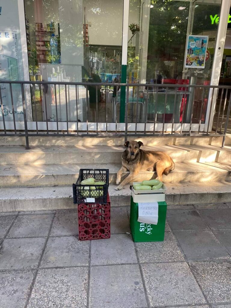 Куче продава тиквички